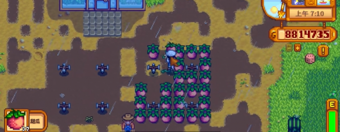 星露谷物语第一年夏天种什么1