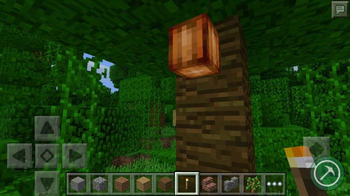 可可豆的详细种植方法1