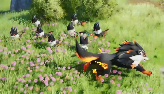 伊莫小炭犬介绍3