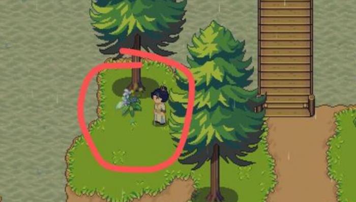 江城创业记野琴花采集方法4