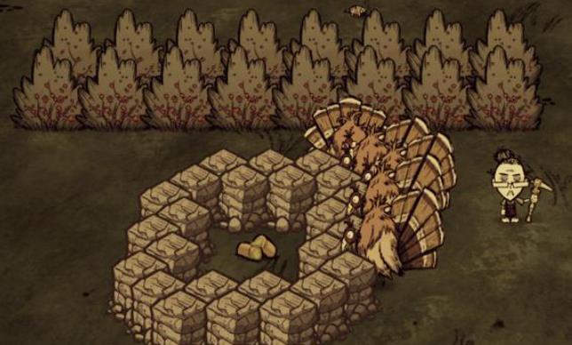 饥荒火鸡怎么捕捉3