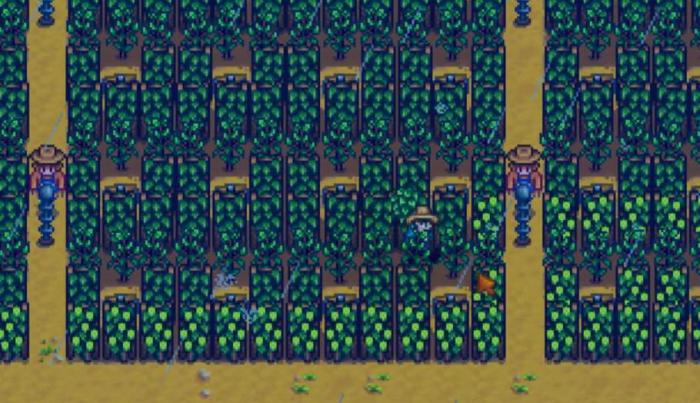 星露谷物语夏天种什么赚钱2