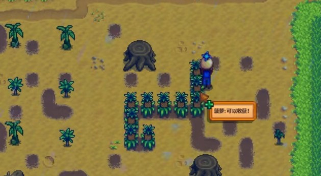 星露谷物语菠萝作物有哪些特性2