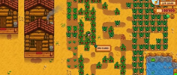 星露谷物语前期买什么种子2