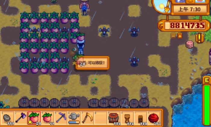 星露谷物语夏天种什么2