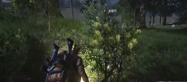 七日世界金银花怎么获取4