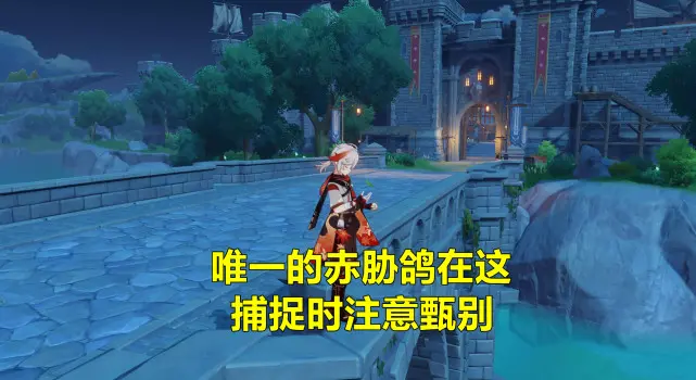 原神赤胁鸽怎么捕捉1