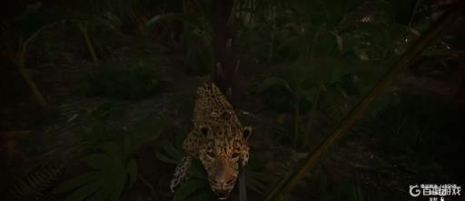 丛林地狱如何驯服美洲豹?_丛林地狱美洲狮