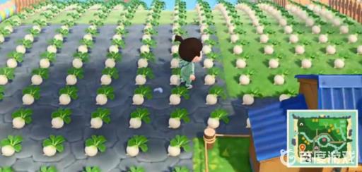 动森怎么种菜?2