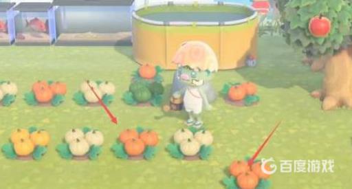 动森南瓜怎么获得?2