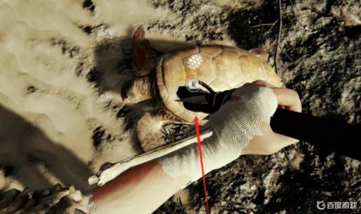 theforest乌龟壳在哪?7