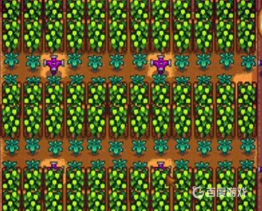 星露谷物语啤酒花怎么种?2