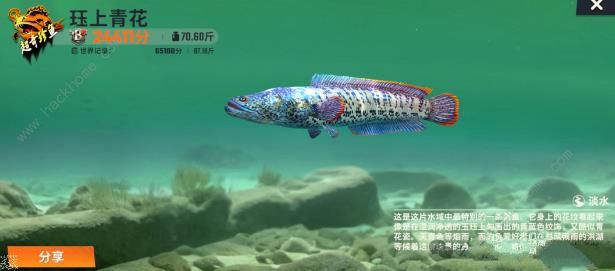 欢乐钓鱼大师洪湖渔场攻略3