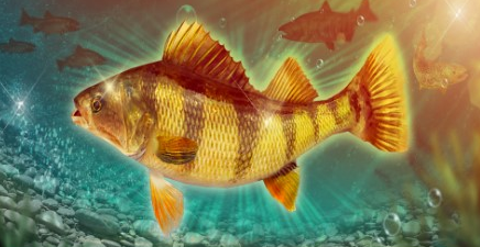 钓鱼大对决攻略秘籍_钓鱼大对决怎么钓高分