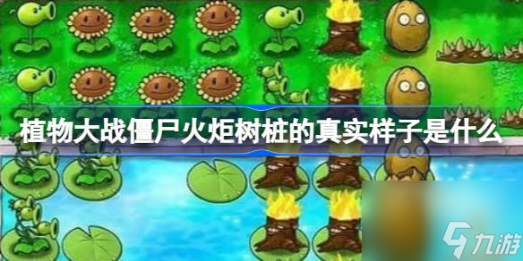 植物大战僵尸火炬树桩介绍1